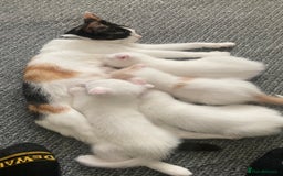 Scottish Fold cats for sale: Scottish fold mix Calico  - Image 7