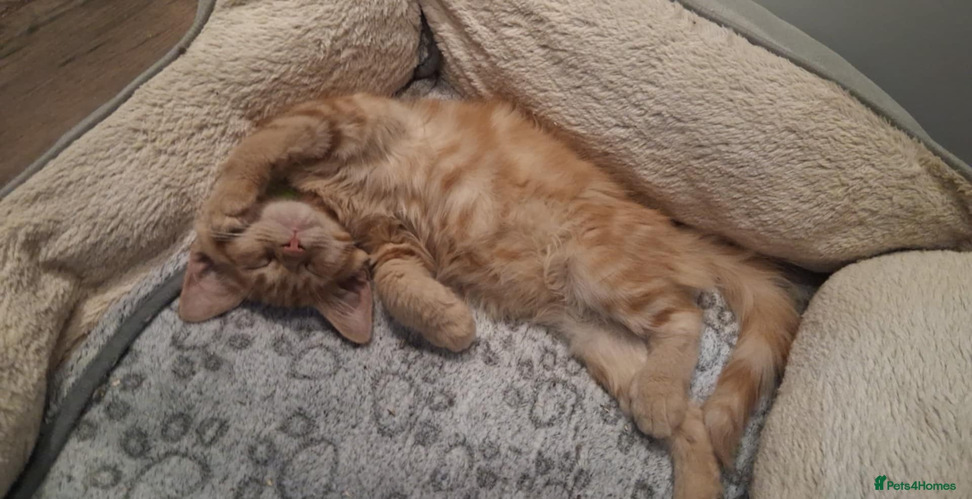 Maine Coon cats Maine coon pedigree xl - Advert 6