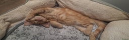 Maine Coon cats for sale: Maine coon pedigree xl - Advert 1