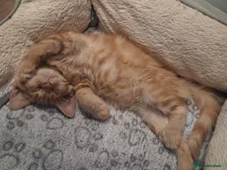 Maine Coon cats Maine coon pedigree xl - Advert 17