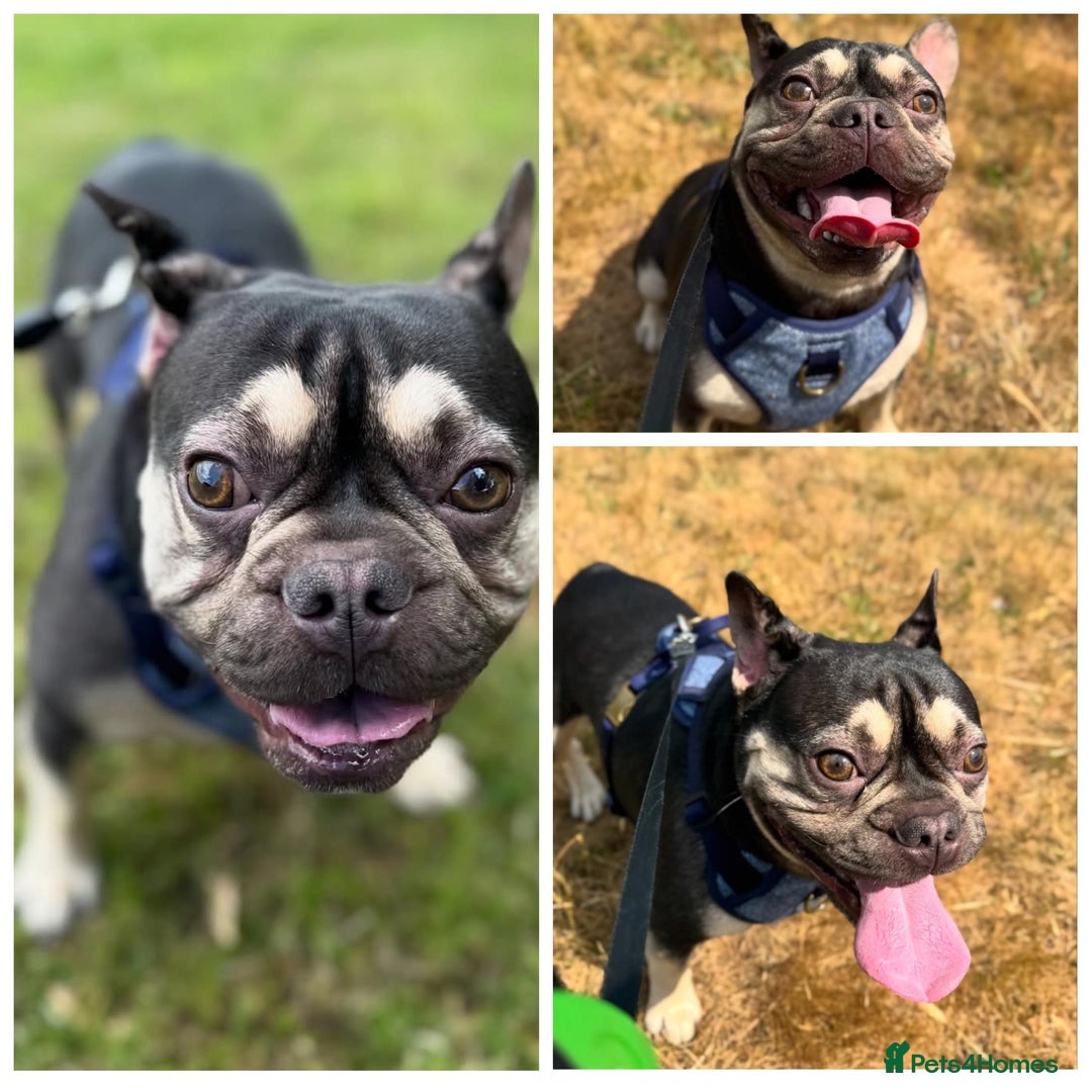 French Bulldog dogs for sale: Male french bulldog - Image 3