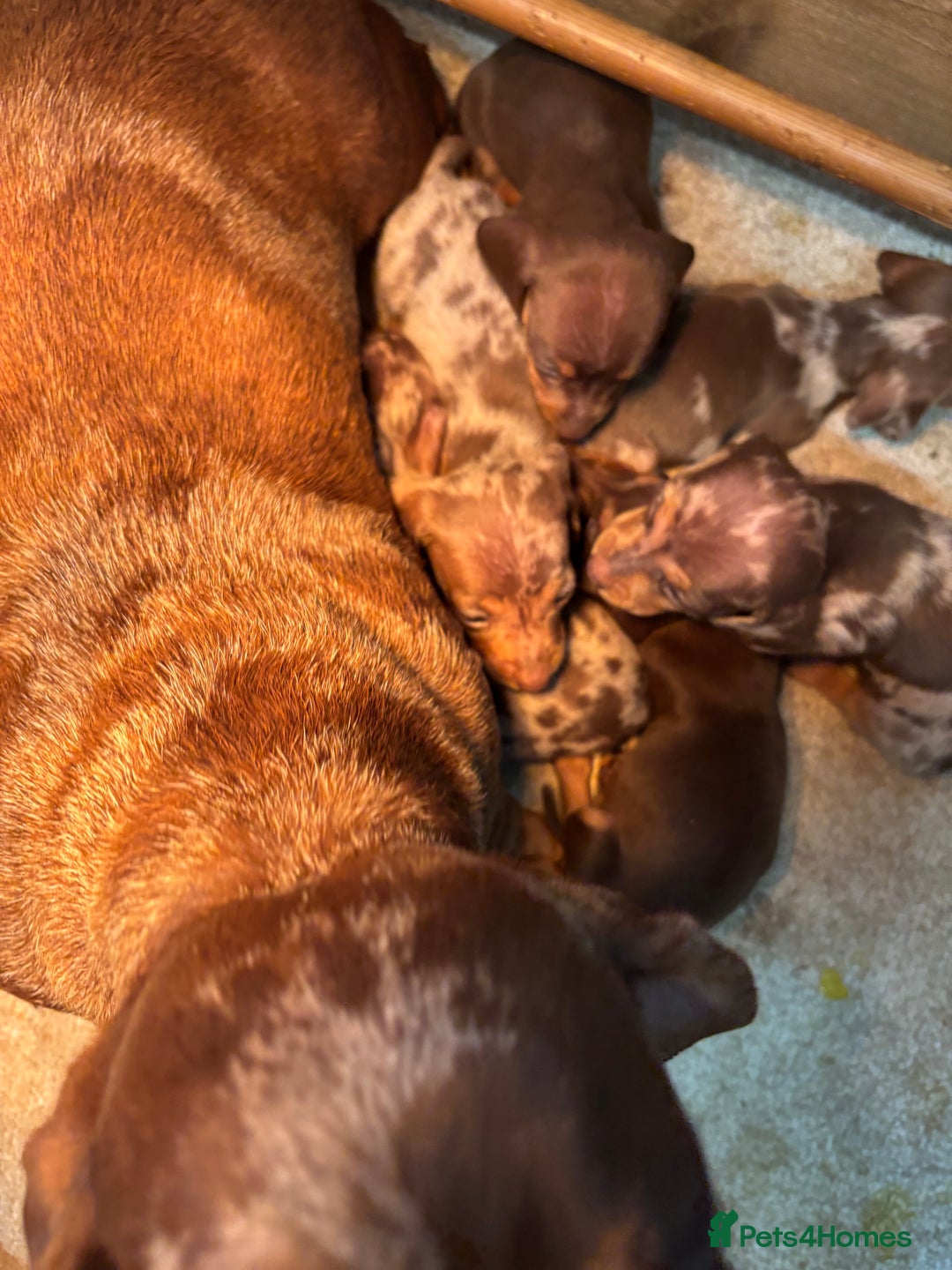 Dachshund dogs for sale: Miniatu Dachshund Puppies  - Image 9