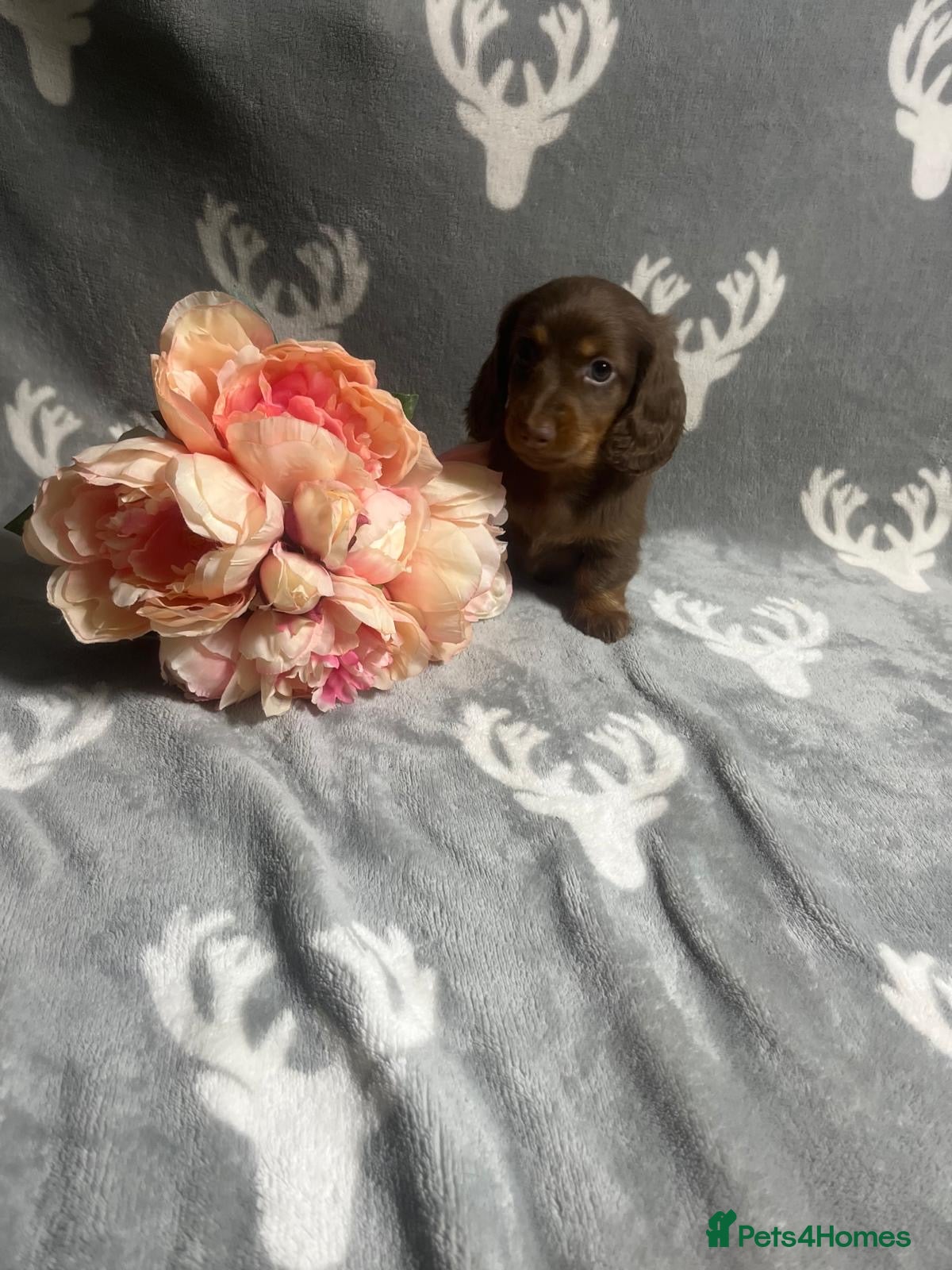 Miniature Dachshund dogs 🤩 1 stunning miniature dachshund long hair 🤩 - Advert 9