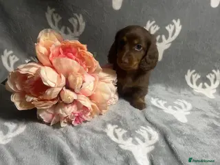Miniature Dachshund dogs 🤩 1 stunning miniature dachshund long hair 🤩 - Advert 9