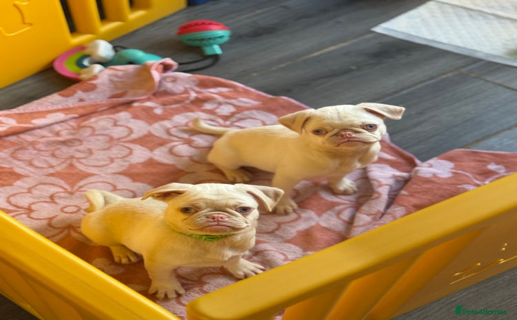 Pug dogs Last 2 boys available!! - Advert 2