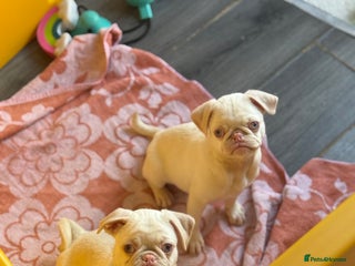 Pug dogs Last 2 boys available!! - Advert 17