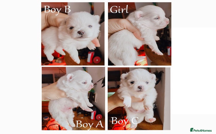 Pomeranian dogs - Advert 17
