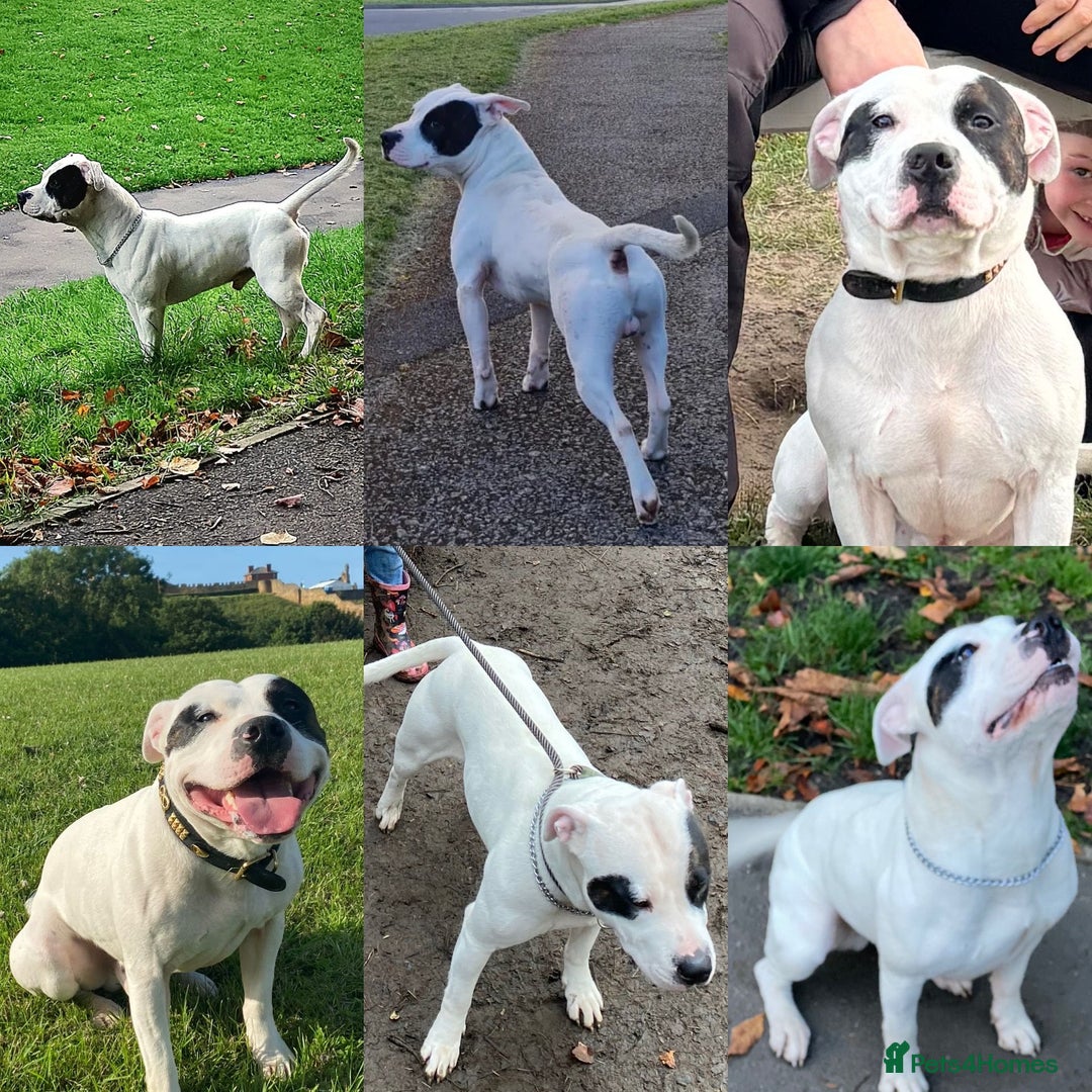 Mixed Breed dogs for sale: English Bulldog Staffordshire Bull hybrid  - Advert 2