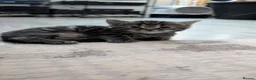 Mixed Breed cats for sale: For Adoption/ 10£ in Leeds - Advert 2