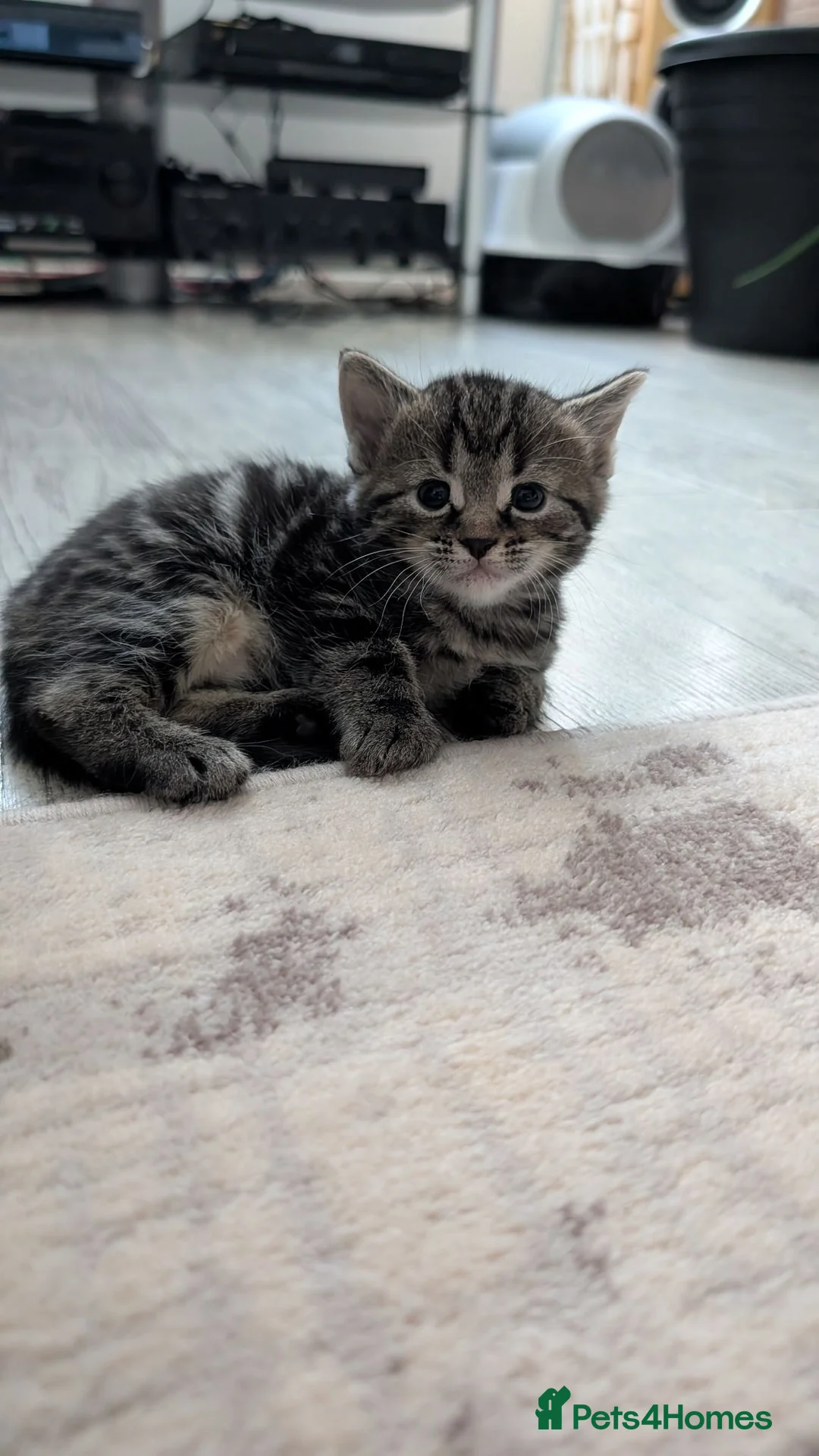 Mixed Breed cats for sale: For Adoption/ 10£ in Leeds - Advert 2