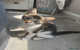 Domestic Shorthair cats for sale: 10 week old Male Piebald Tabby Kitten - Image 1
