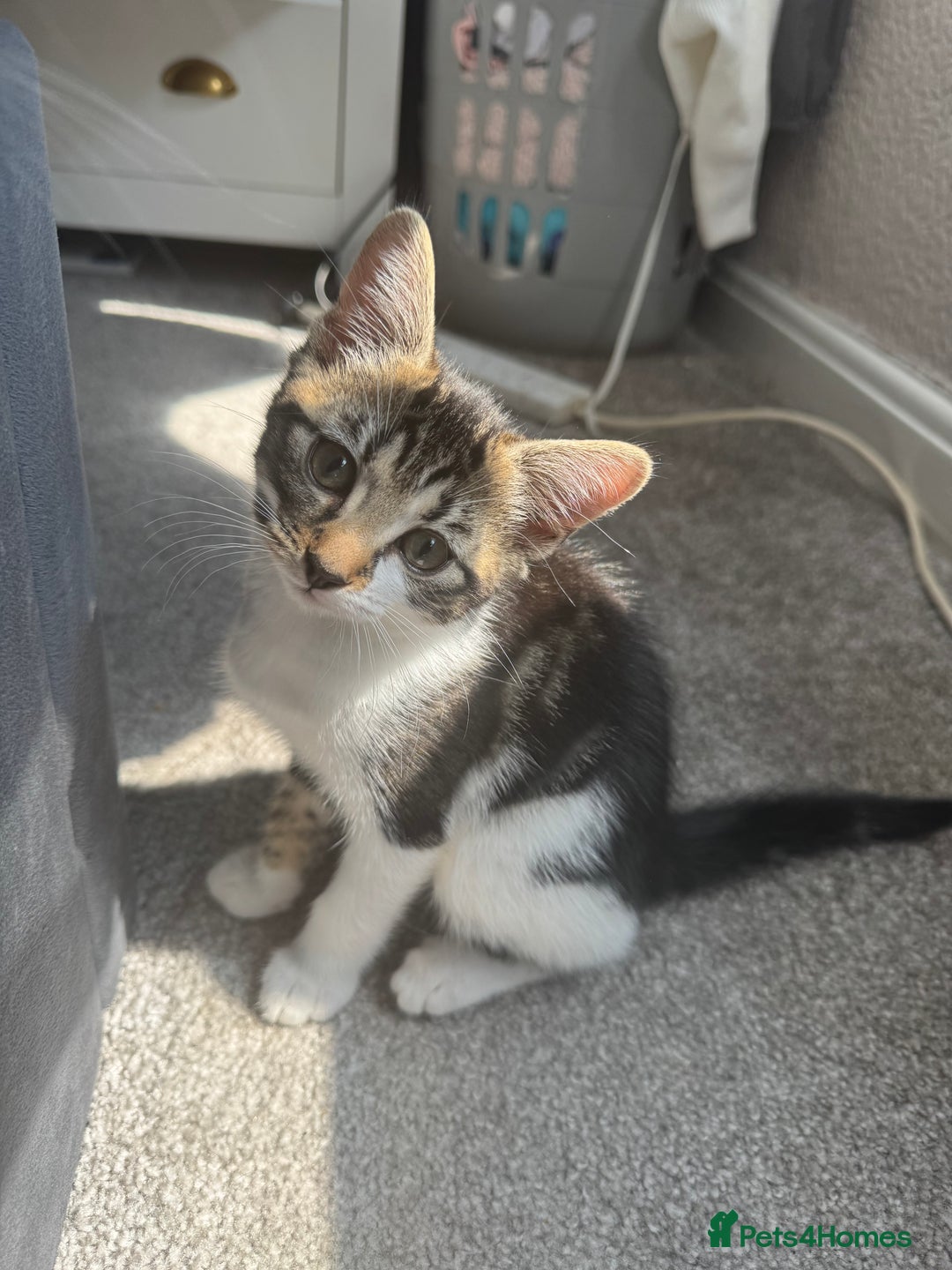 Domestic Shorthair cats for sale: 10 week old Male Piebald Tabby Kitten - Image 1