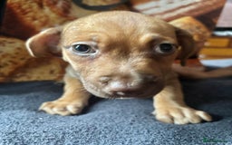 Mixed Breed dogs for sale: Puppies  - Image 16