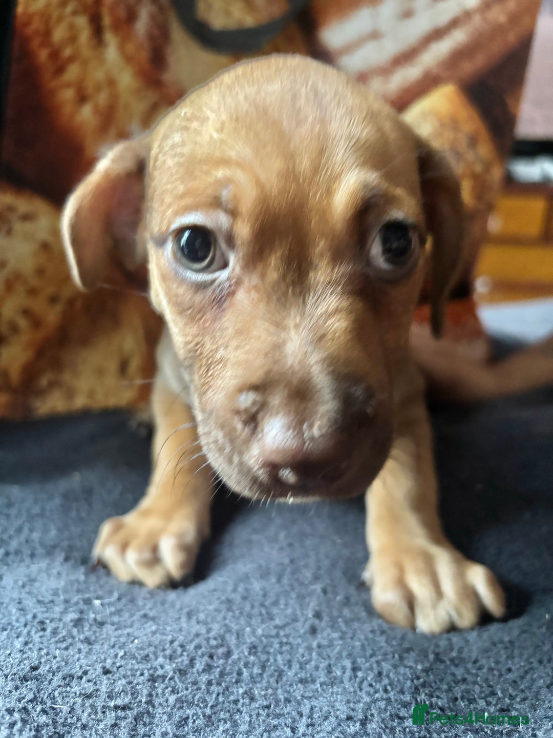 Mixed Breed dogs for sale: Puppies  - Image 16