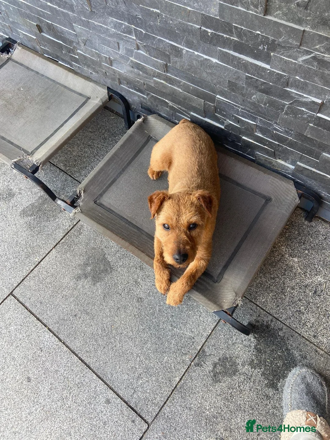 Patterdale Terrier dogs for sale: Pattadale terrier pups in Liverpool - Advert 2