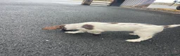 English Springer Spaniel dogs for sale: Springer Dog 🏡 in Penrith - Advert 3