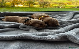 Cocker Spaniel dogs for sale: ✨ Cuddles Await from our Cocker Spaniel Pups  - Image 18