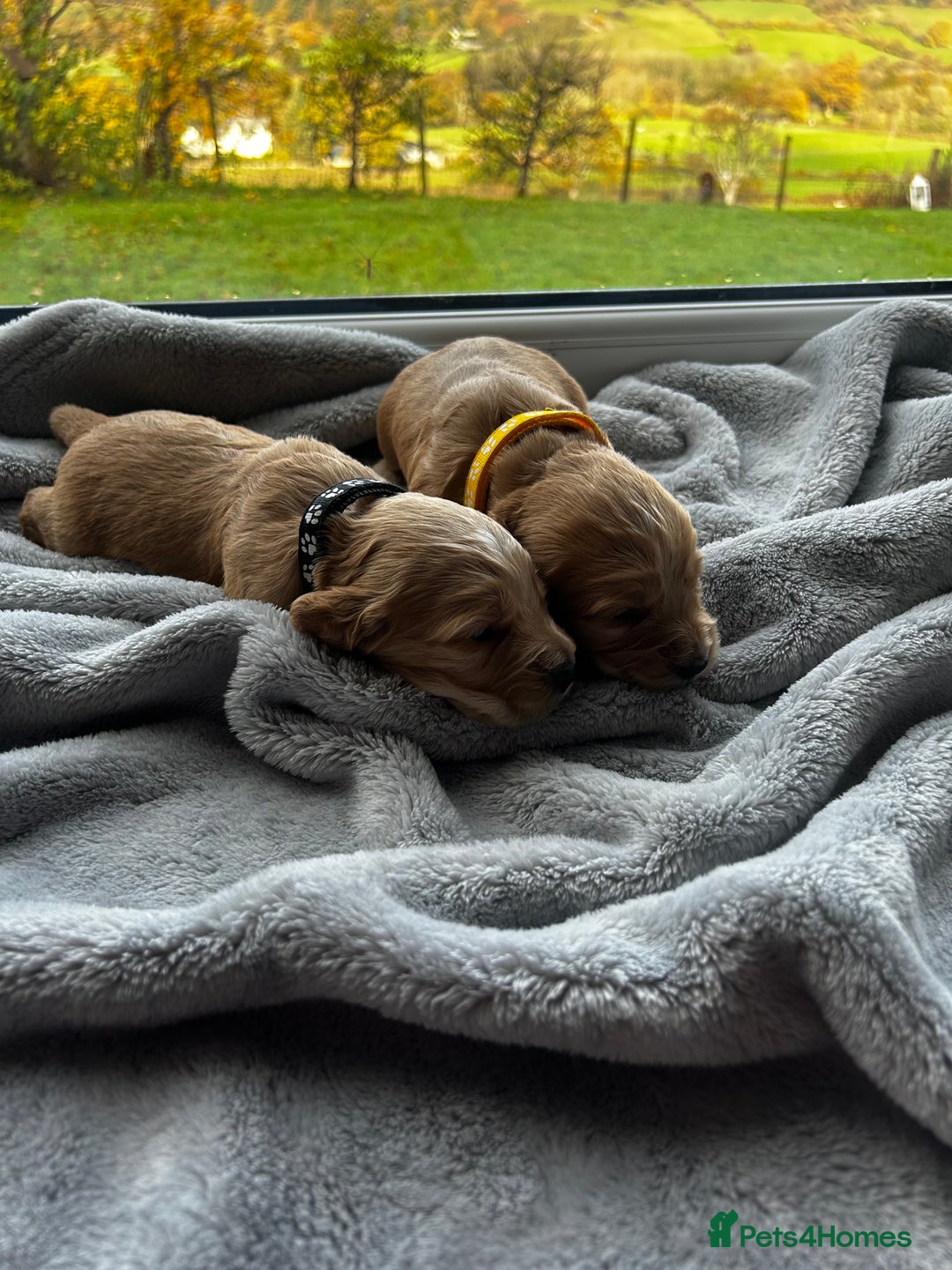 Cocker Spaniel dogs for sale: ✨ Cuddles Await from our Cocker Spaniel Pups  - Image 18