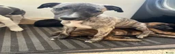 Whippet dogs for sale: Working/show/race/family whippet puppies  - Advert 1