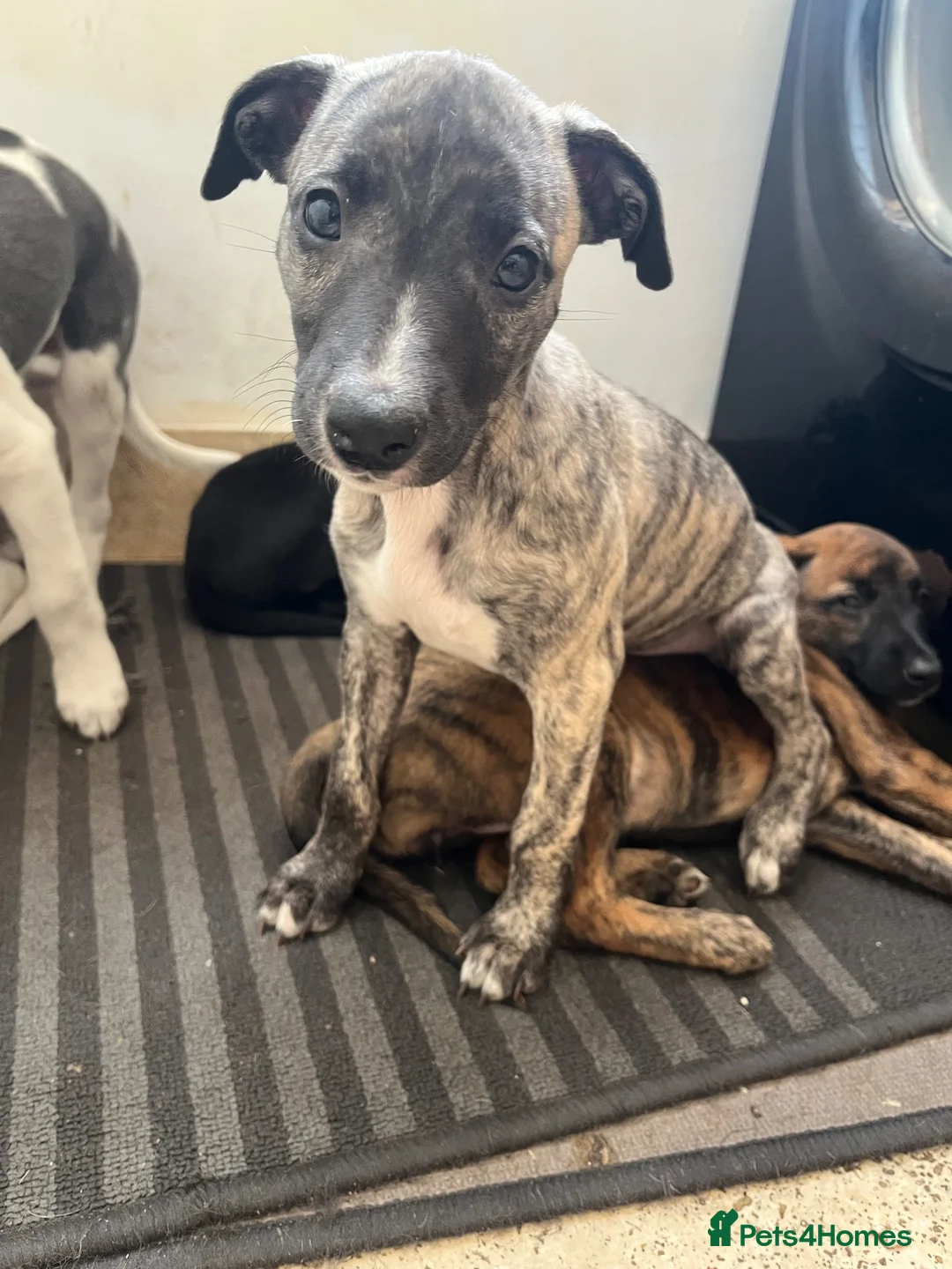 Whippet dogs for sale: Working/show/race/family whippet puppies  - Advert 1