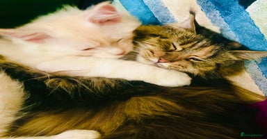 Maine Coon cats - Advert 7