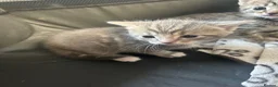 Mixed Breed cats for sale: 1 female grey kitten - Advert 7