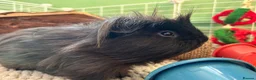 Guinea Pig rodents for sale: 2 Male Guinea Pigs - Advert 5