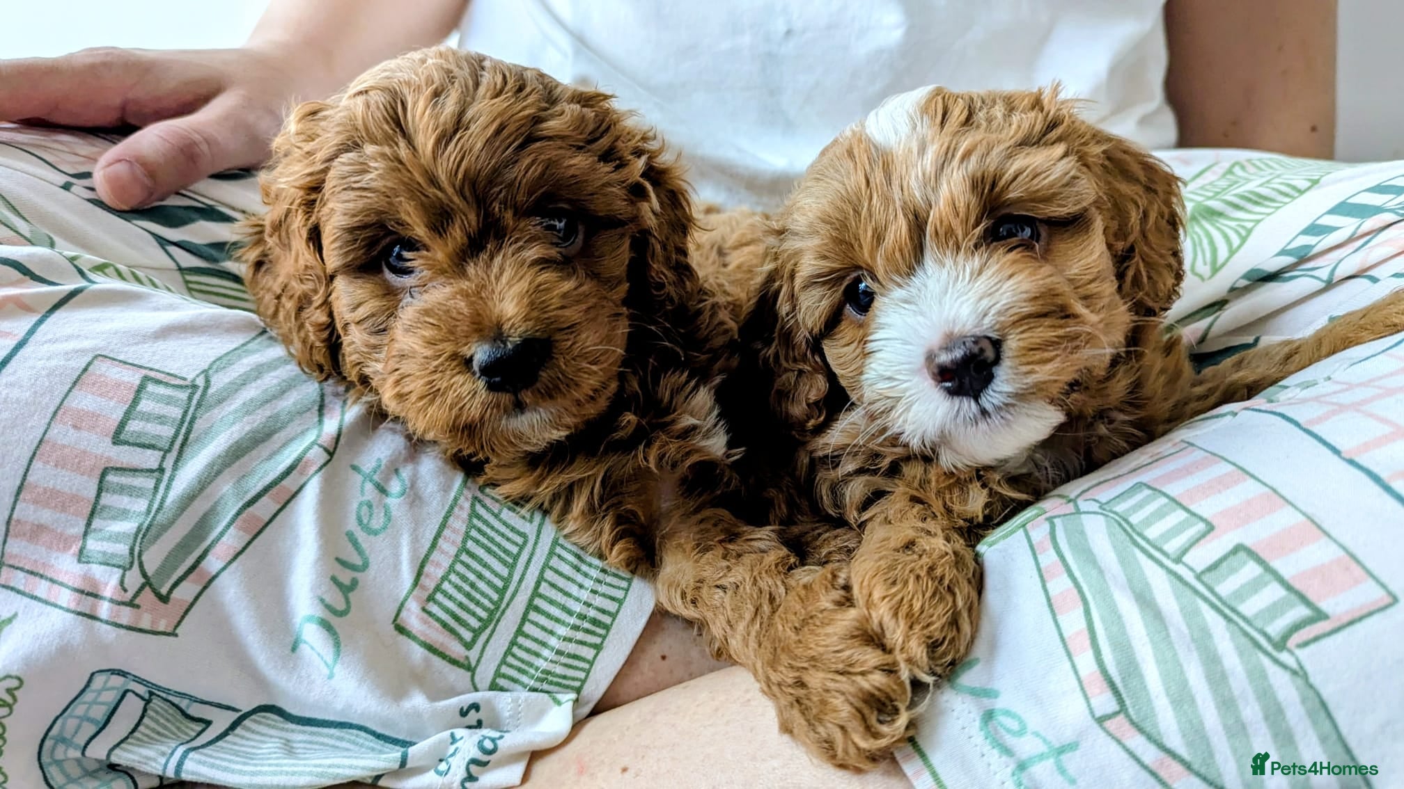 Cockapoo dogs 🐾 Beautiful F1B Cockapoo Puppies - Advert 6