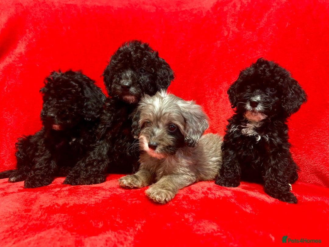 Cockapoo dogs for sale: 🐶 3 Left- Ready to Leave 🐶 - Advert 7