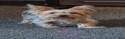 Yorkshire Terrier dogs for sale: Miniature yourkshire terrier - Advert 3