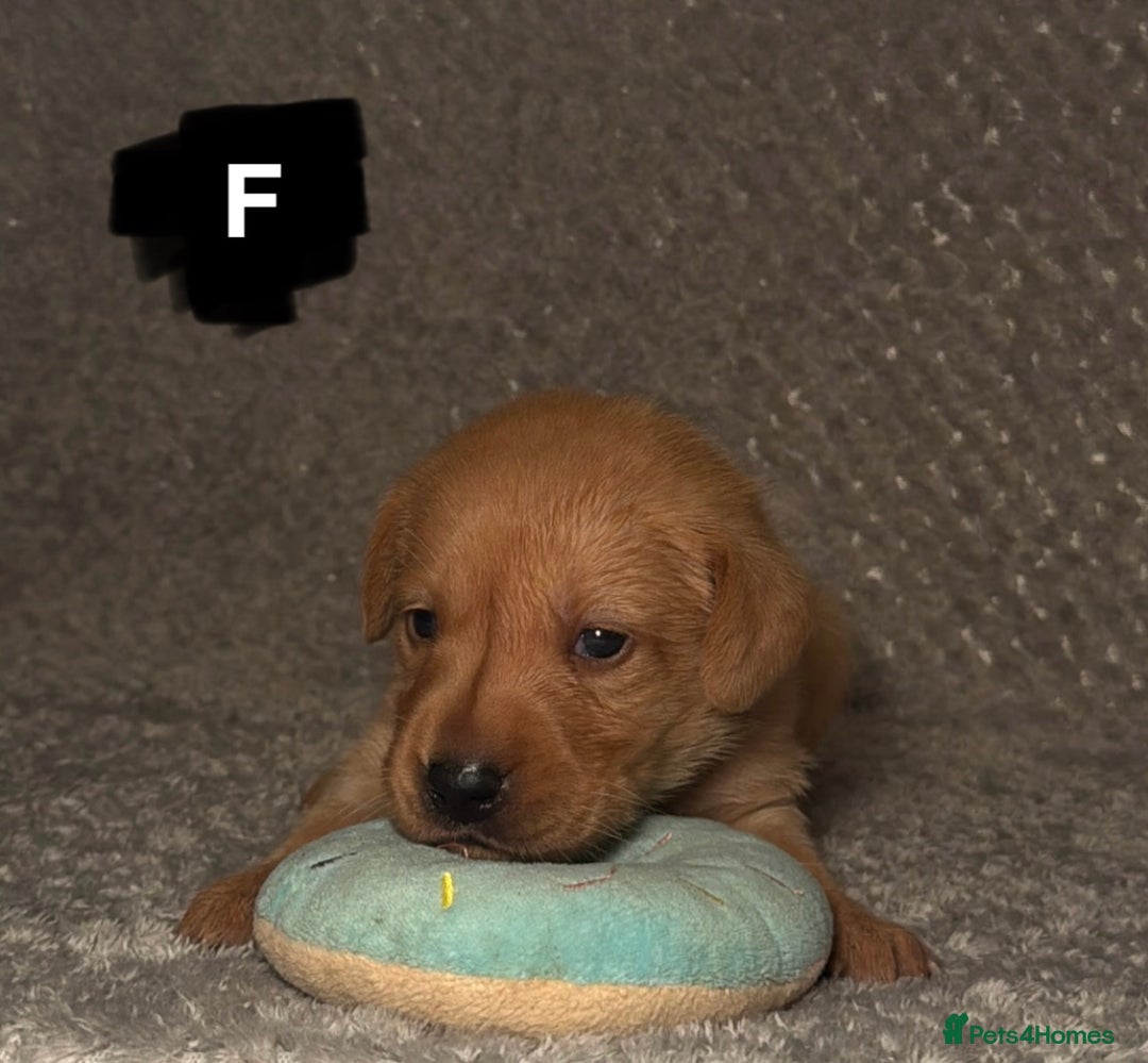 Labrador Retriever dogs for sale: Labrador Retriever Puppies - Raised in Family Home - Advert 4