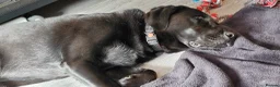 Labrador Retriever dogs for sale: Black Labrador in Harlow - Advert 2