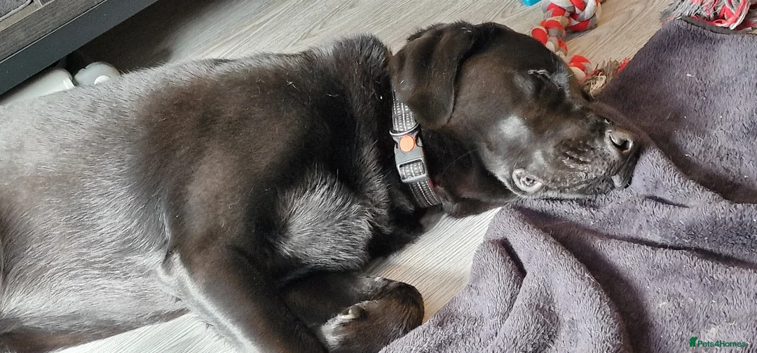 Labrador Retriever dogs for sale: Black Labrador in Harlow - Advert 2