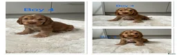 Cocker Spaniel dogs for sale: 🐾Beautiful Show Type Cocker Spaniel Puppies 🐾 - Advert 13