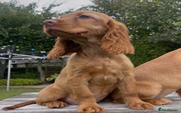 Cocker Spaniel dogs for sale: Red Cocker Spaniel Puppies Ready Now - Image 5