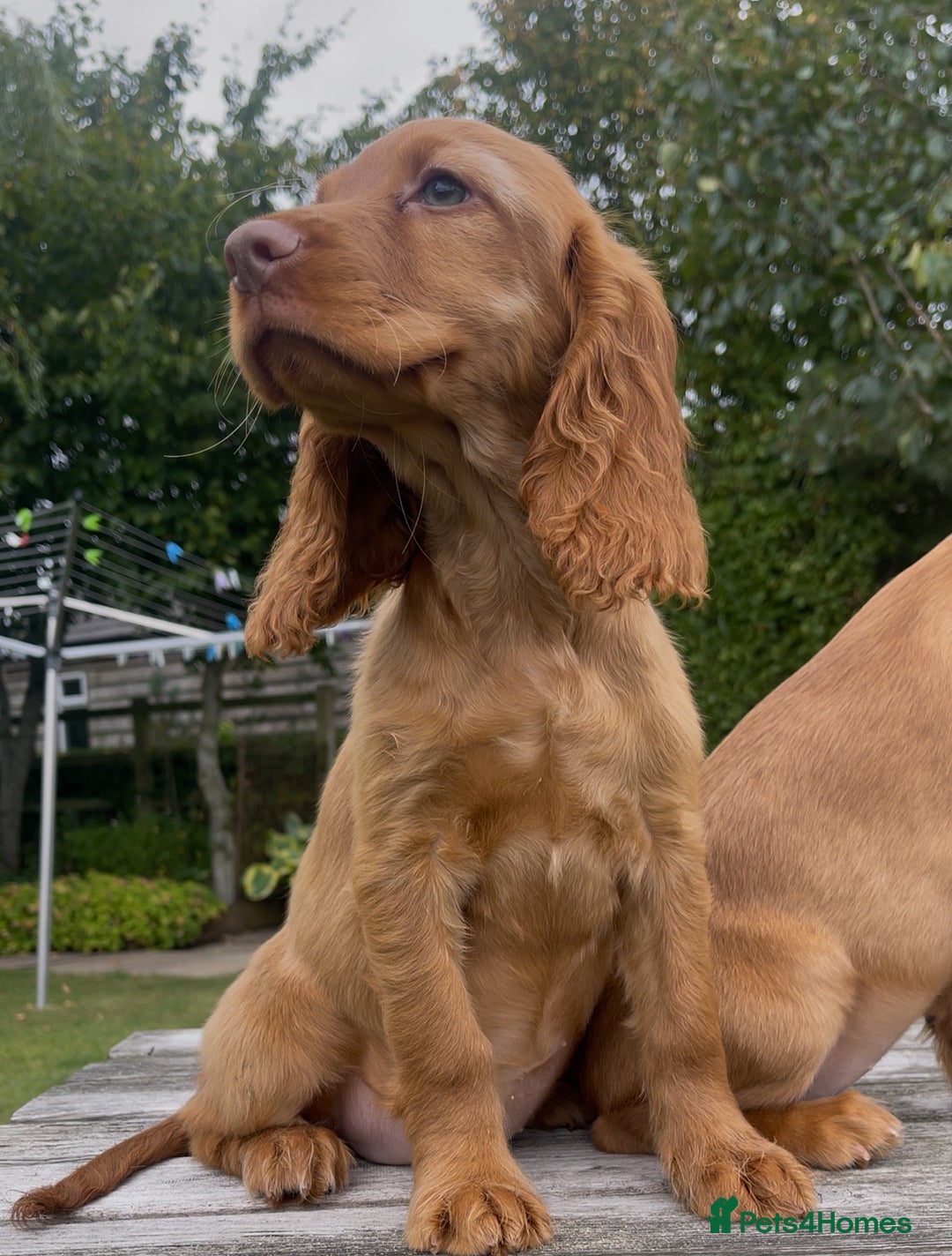 Cocker Spaniel dogs for sale: Red Cocker Spaniel Puppies Ready Now - Image 5