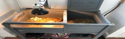 Tortoise reptiles for sale: Horsefield Tortoise  - Advert 7