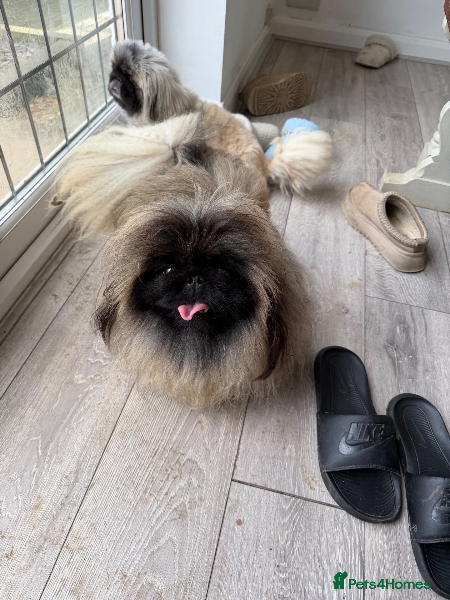 Pekingese dogs Kc Pekingnese male for stud only  - Advert 2