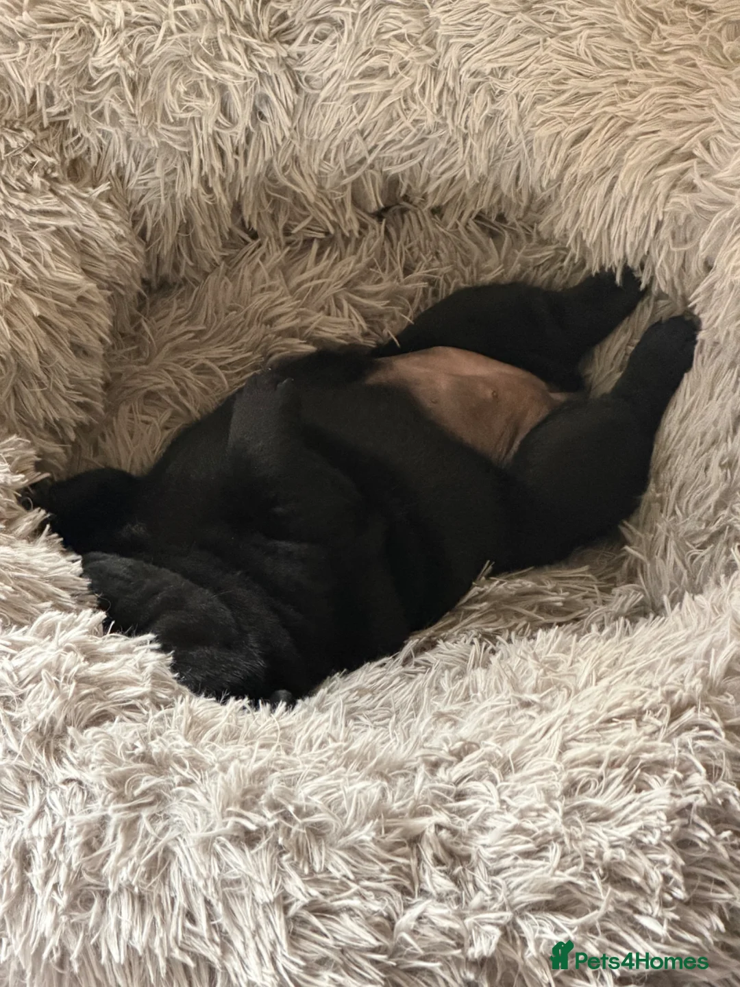 Mixed Breed dogs for sale: Adorable Chaffy pups  in Clitheroe - Advert 2