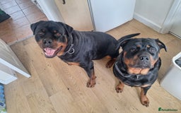 Rottweiler dogs for sale: Kc rottweiler puppies  - Image 20