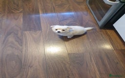 Chihuahua dogs for sale: Long haired chihuahua  - Image 1
