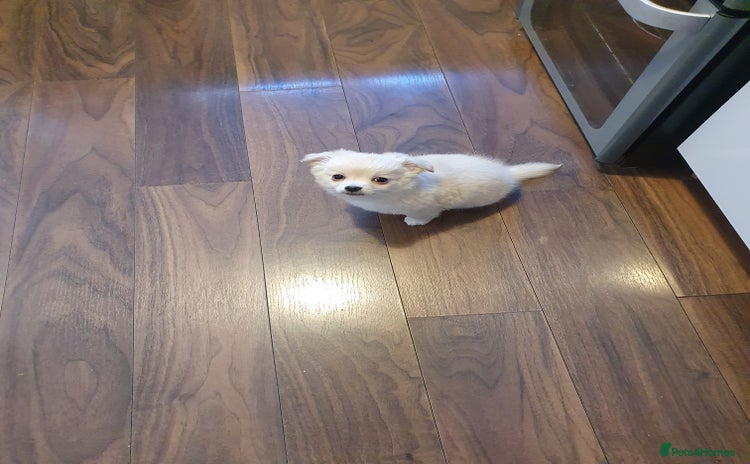Chihuahua dogs - Advert 1