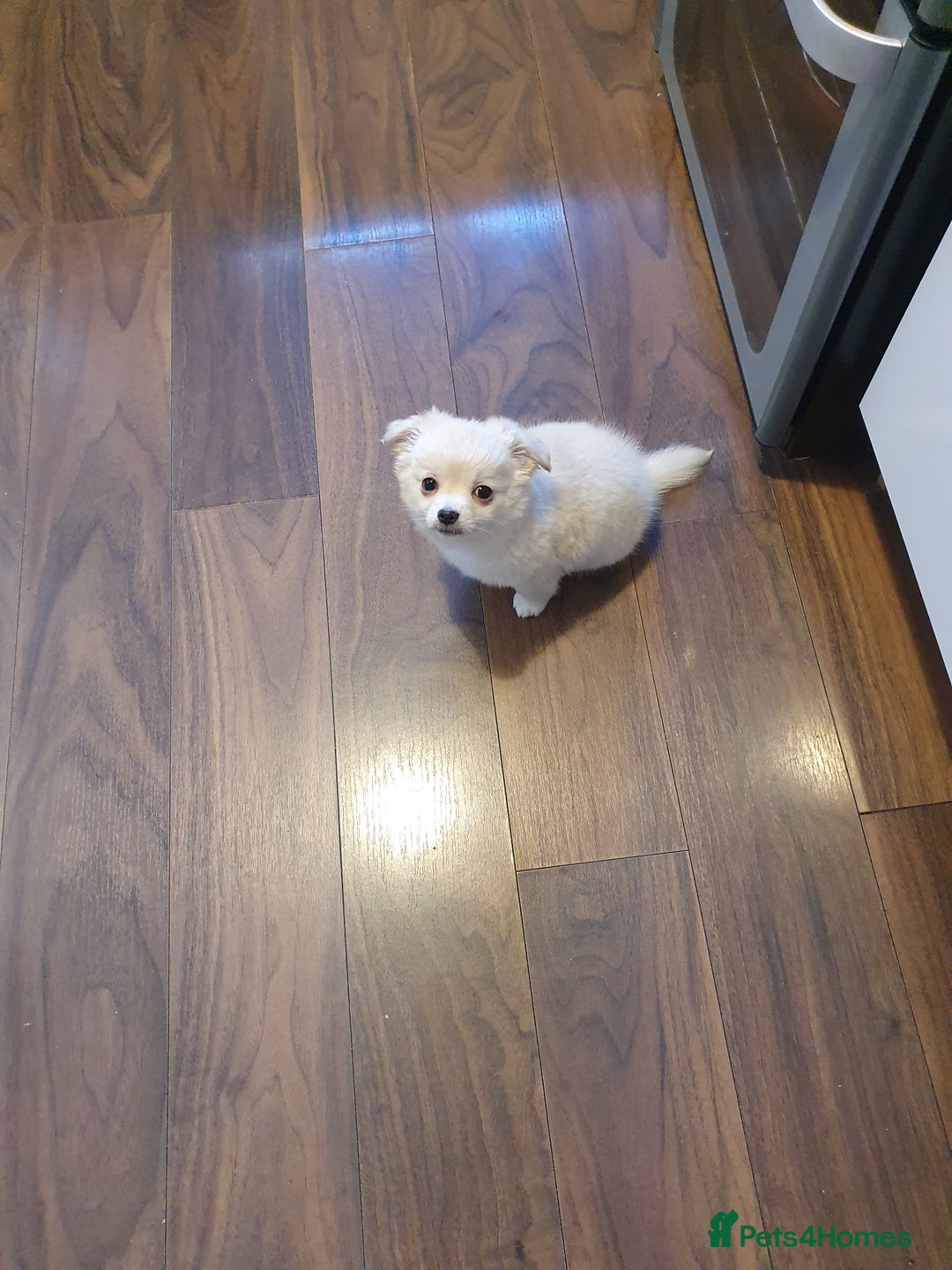Chihuahua dogs for sale: Long haired chihuahua  - Image 1
