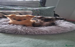Chihuahua dogs for sale: Stunning Babies looking for forever 5* homes - Image 10