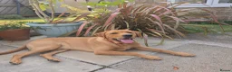 Labrador Retriever dogs for sale: Fox Red Labrador in Scarborough - Advert 3