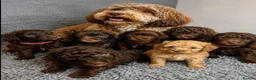 Cavapoo dogs for sale: Beautiful F1B Cavapoo Puppies- 3 GIRLS READY NOW - Advert 28