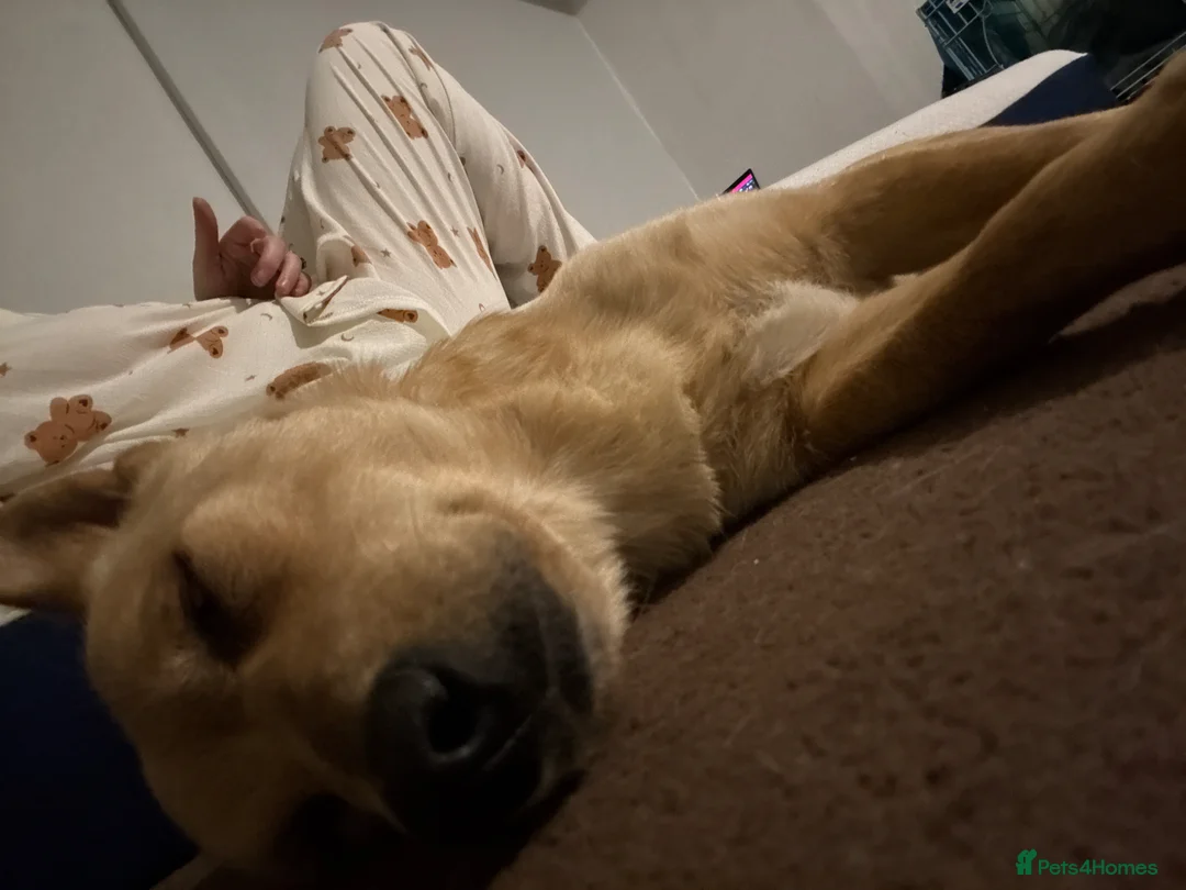 Mixed Breed dogs for adoption: Sensational Sassy in Stalybridge - Advert 1
