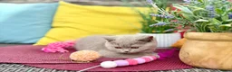 British Shorthair cats for sale: British Shorthair Lilac  - Advert 24