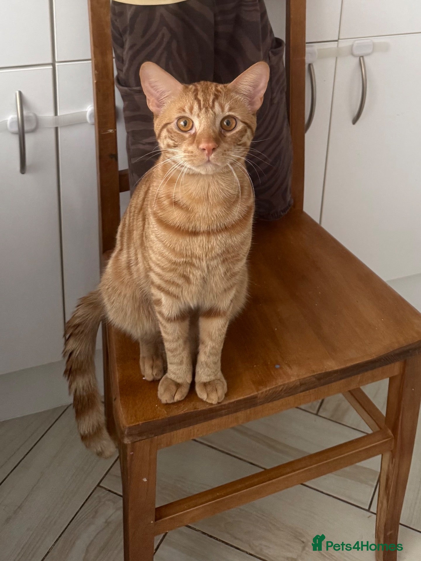 American Shorthair cats Gorgeous 15-Month-Old Ginger Cat - FREE - Advert 6
