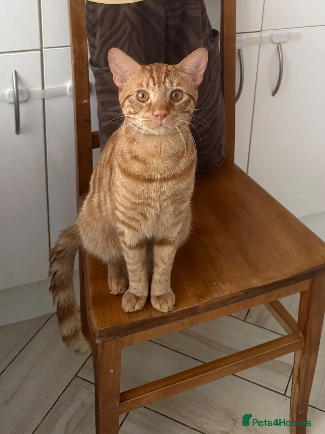 American Shorthair cats for sale: Gorgeous 15-Month-Old Ginger Cat - FREE in London - Advert 1